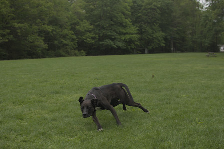 20250520_Dog park__DSC0274_.jpg