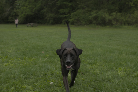 20250520_Dog park__DSC0286_.jpg