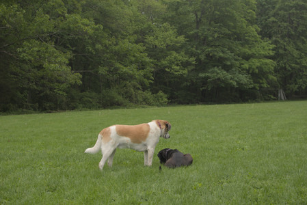 20250520_Dog park__DSC0289_.jpg