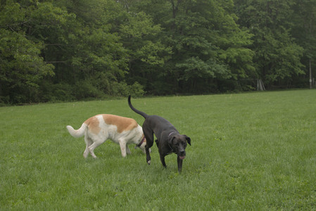 20250520_Dog park__DSC0295_.jpg
