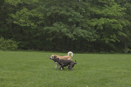 20250520_Dog park__DSC0299_.jpg