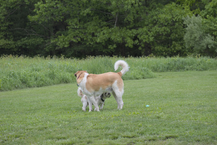 20250523_Cats and Dog Park__DSC0107_.jpg