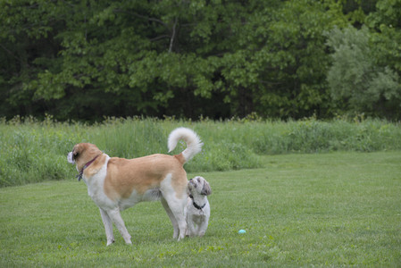 20250523_Cats and Dog Park__DSC0108_.jpg