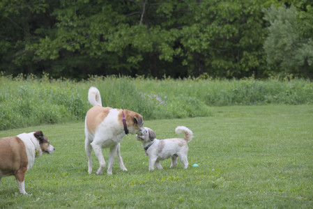 20250523_Cats and Dog Park__DSC0109_.jpg