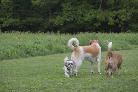 20250523_Cats and Dog Park__DSC0112_.jpg