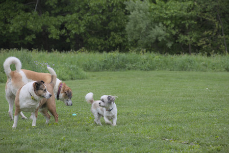 20250523_Cats and Dog Park__DSC0113_.jpg