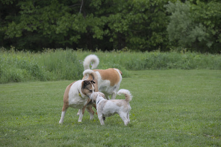 20250523_Cats and Dog Park__DSC0116_.jpg