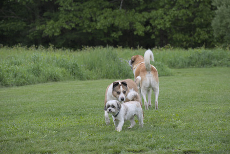 20250523_Cats and Dog Park__DSC0119_.jpg