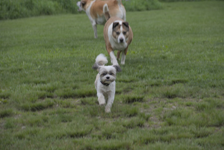 20250523_Cats and Dog Park__DSC0124_.jpg