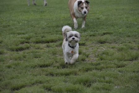 20250523_Cats and Dog Park__DSC0127_.jpg