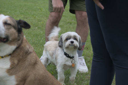 20250523_Cats and Dog Park__DSC0133_.jpg