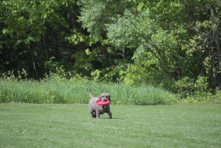 20250524_Dog Park__DSC0063_.jpg