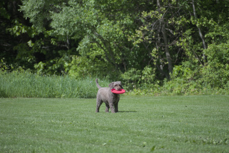 20250524_Dog Park__DSC0066_.jpg