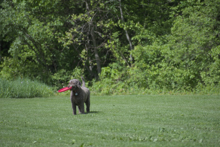 20250524_Dog Park__DSC0069_.jpg