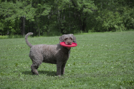 20250524_Dog Park__DSC0084_.jpg