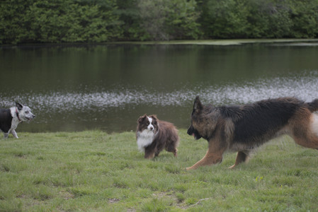 20250524_Dog Park__DSC0153_.jpg