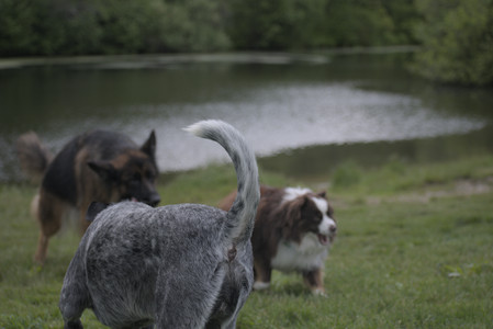 20250524_Dog Park__DSC0161_.jpg