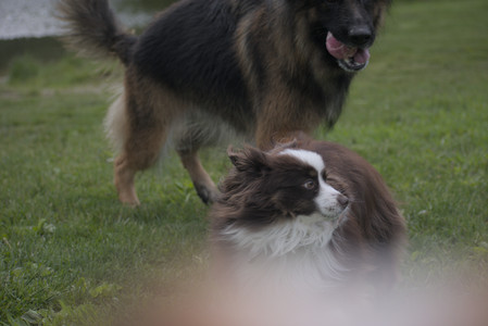 20250524_Dog Park__DSC0163_.jpg