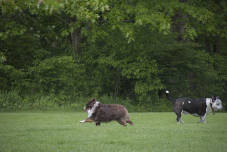 20250524_Dog Park__DSC0170_.jpg