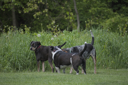 20250524_Dog Park__DSC0185_.jpg