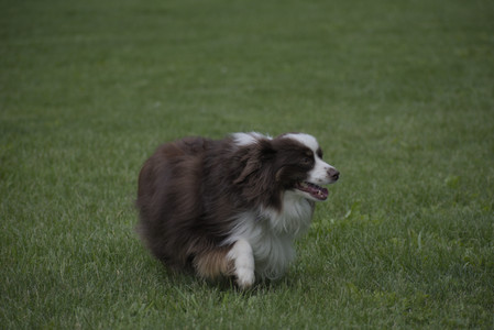 20250524_Dog Park__DSC0203_.jpg