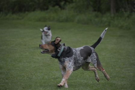 20250524_Dog Park__DSC0216_.jpg