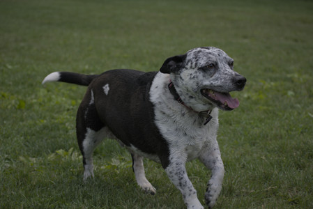 20250524_Dog Park__DSC0221_.jpg