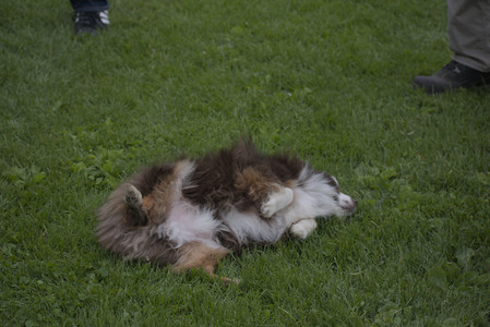 20250524_Dog Park__DSC0248_.jpg