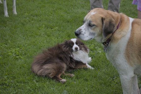 20250524_Dog Park__DSC0253_.jpg