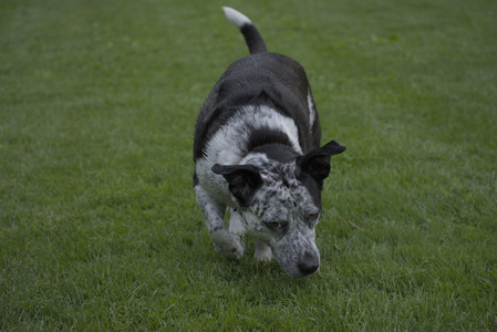 20250524_Dog Park__DSC0259_.jpg