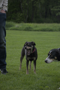 20250524_Dog Park__DSC0272_.jpg