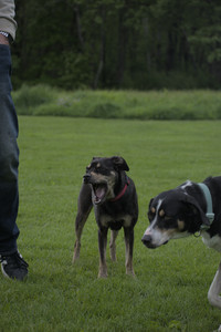 20250524_Dog Park__DSC0273_.jpg