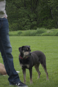 20250524_Dog Park__DSC0274_.jpg