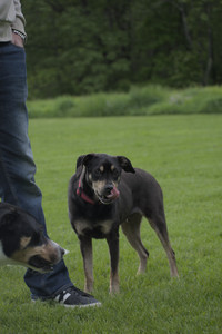 20250524_Dog Park__DSC0276_.jpg