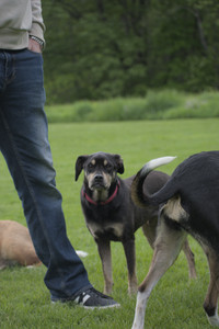 20250524_Dog Park__DSC0280_.jpg