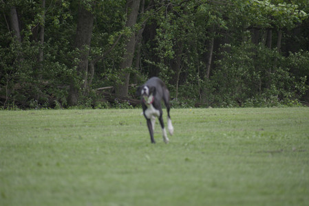 20250524_Dog Park__DSC0329_.jpg
