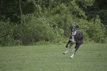 20250524_Dog Park__DSC0330_.jpg