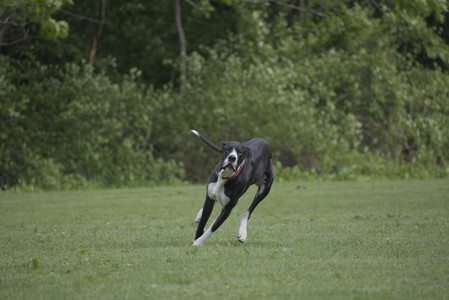 20250524_Dog Park__DSC0332_.jpg