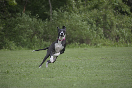20250524_Dog Park__DSC0333_.jpg
