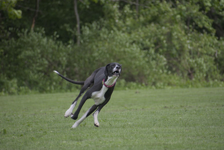 20250524_Dog Park__DSC0334_.jpg