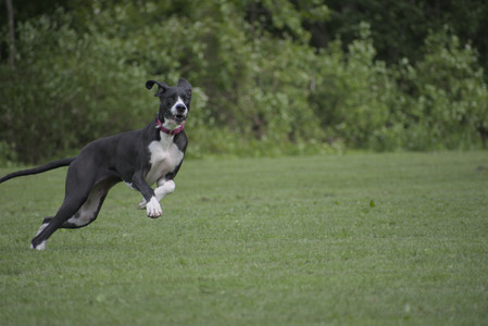 20250524_Dog Park__DSC0335_.jpg