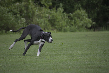 20250524_Dog Park__DSC0336_.jpg