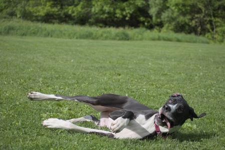 20250524_Dog Park__DSC0429_.jpg