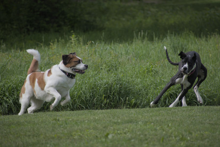 20250524_Dog Park__DSC0486_.jpg