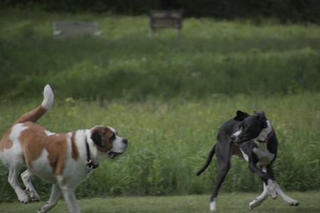 20250524_Dog Park__DSC0492_.jpg
