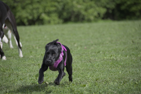 20250524_Dog Park__DSC0541_.jpg