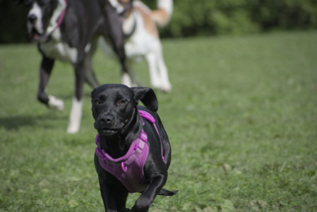 20250524_Dog Park__DSC0542_.jpg