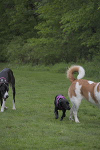 20250524_Dog Park__DSC0607_.jpg