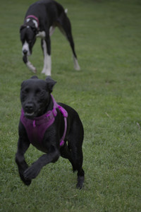 20250524_Dog Park__DSC0613_.jpg