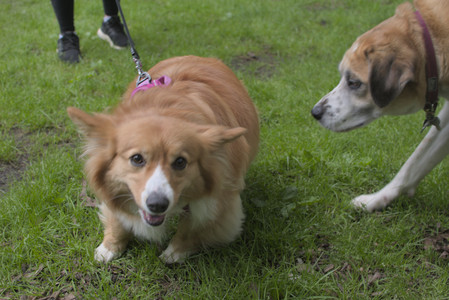 20250525_Dog park with chunky who tries chuck it__DSC0034_.jpg